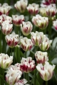 A Flaming Spring Green collection