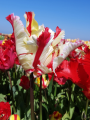 Flaming Parrot Tulip