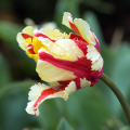 Flaming Parrot Tulip