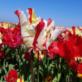 Flaming Parrot Tulip