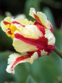 Flaming Parrot Tulip