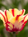 Flaming Parrot Tulip
