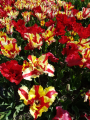 Flaming Parrot Tulip