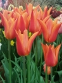 Tulip 'Ballerina'