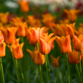 Ballerina Orange tulip