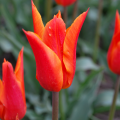 Ballerina Orange tulip