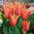 Ballerina Orange tulip