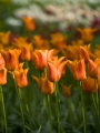 Ballerina Orange tulip