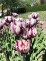 Rem's Favourite Tulip