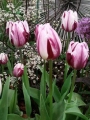 Rems Favourite Tulip