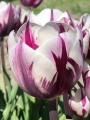 Tulip 'Rems Favourite'