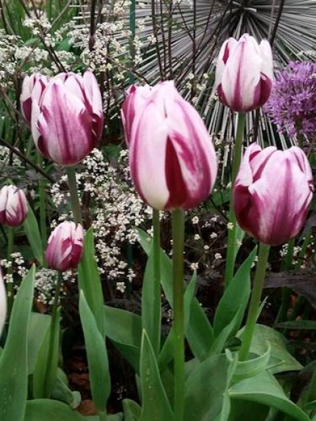 Buy Tulip Bulbs | Tulipa Rems Favourite | Gold Medal winning Harts Nursery.