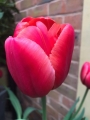Van Eijk Tulip