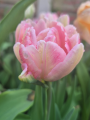Foxtrot Tulip