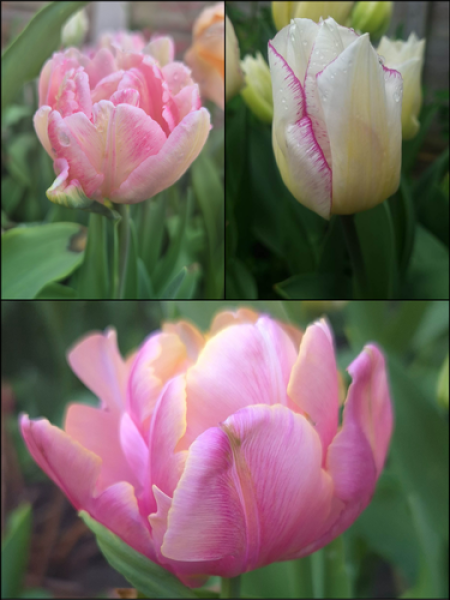 Pink Pastel Tulip Collection (Pack of 30 bulbs)