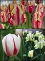 Spring Stripes Tulip Collection (Pack of 30 Bulbs)