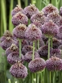 Allium Forelock