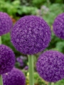 Allium Ambassador
