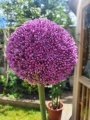 Allium Ambassador