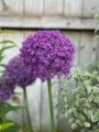 Allium Ambassador