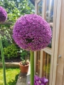Allium Ambassador