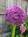 Allium Ambassador