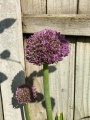 Allium Ambassador opening