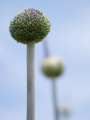 Summer Drummer Allium opening