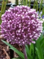 Allium Summer Drummer