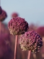 Allium Summer Drummer