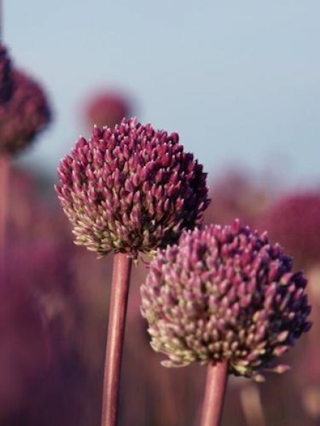 Allium Summer Drummer
