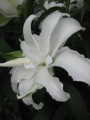 My Wedding Double Oriental Lily