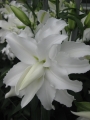 My Wedding Lily