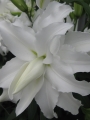 Lily 'My Wedding'