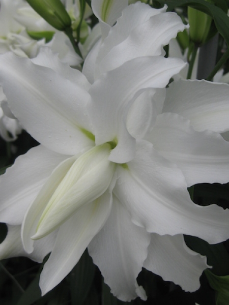 Lily 'My Wedding'