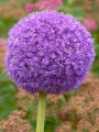 Allium Giganteum