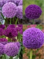 Giant Allium Bulb Collection (Pack of 12 Bulbs + 10 FREE Purple Sensation)
