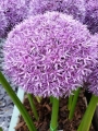 Allium Globemaster