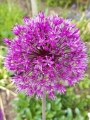 Allium Purple Sensation