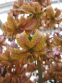 Martagon Lily Chameleon