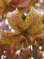 Chameleon Martagon Lily