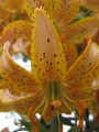 Guinea Gold Martagon Lily