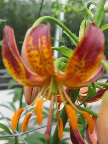 'Arabian Night' Martagon Lily