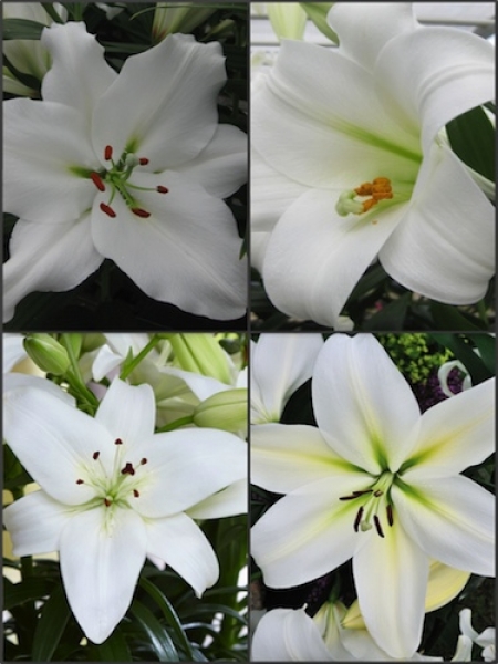 'Dazzling Whites' Lily Collection (Pack of 12 Bulbs)