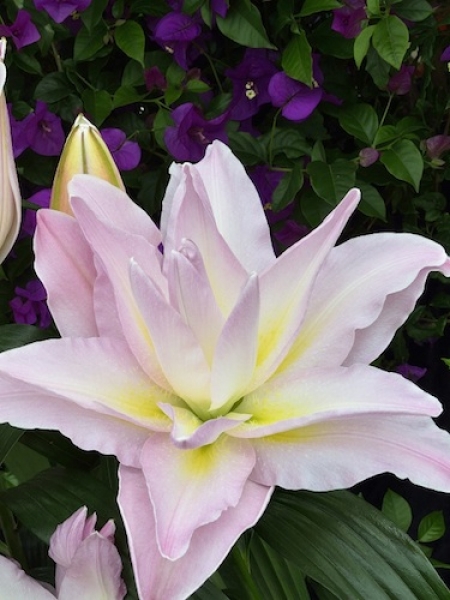 Roselily 'Roberta' Roselily from the Gold Medal winning Harts Nursery