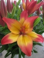 Heartstring Asiatic Lily