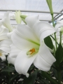Lily 'Vuvuzela'