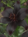 Lily 'Black Charm'