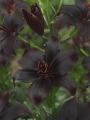 Black charm Asiatic lily