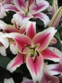 Lily Candy Club